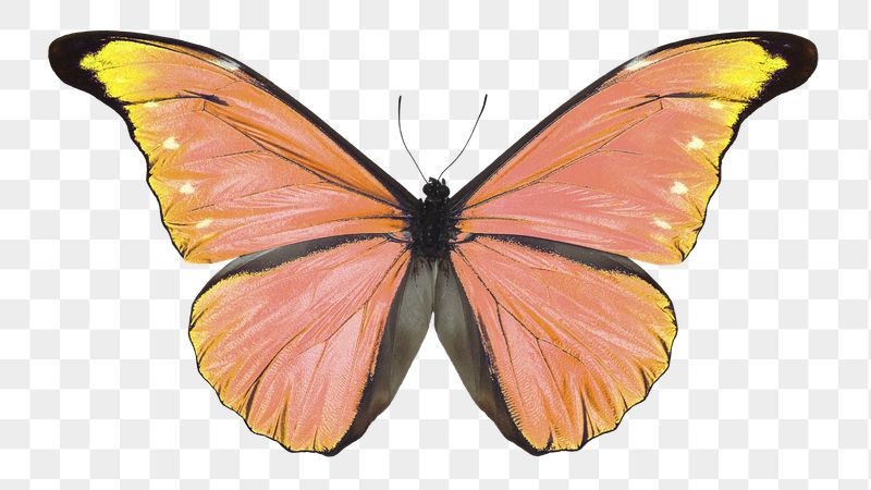 Orange butterfly png sticker, aesthetic | Free PNG - rawpixel