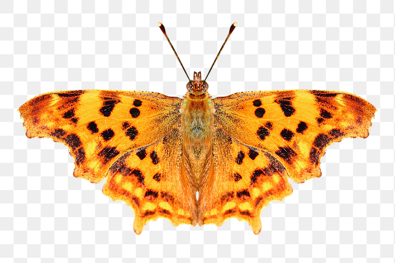 Orange butterfly png sticker, transparent | Free PNG - rawpixel