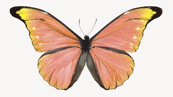 Orange butterfly sticker, aesthetic insect | Free PSD - rawpixel