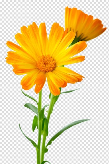 Orange calendula flowers illustration, Calendula officinalis Flower Marigold, marigold transparent background PNG clipart