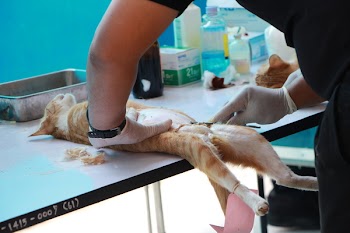 Orange Calico Cat Lying on Gray Table Being Operated by Man Wearing White Gloves