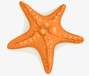 Orange Cartoon Starfish PNG, Clipart, Cartoon, Cartoon Clipart ...