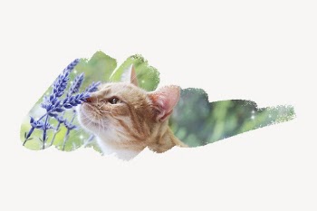Orange cat, brush stroke transition | Free PSD - rawpixel