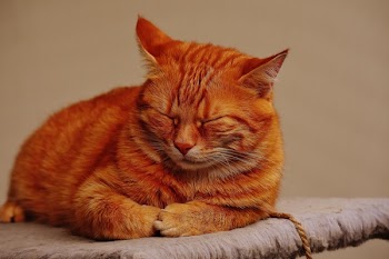 Orange Cat in Selective Focus Photo