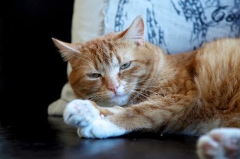 Orange Cat Looking Fierce