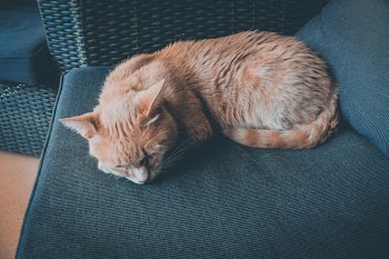 Orange Cat Lying on Chair