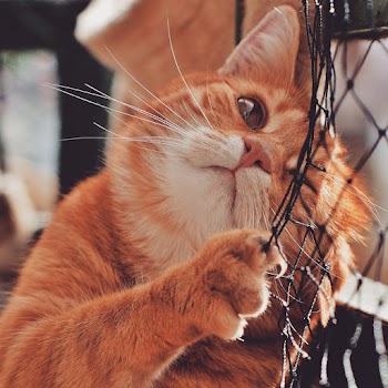 Orange Cat On Focus Photography