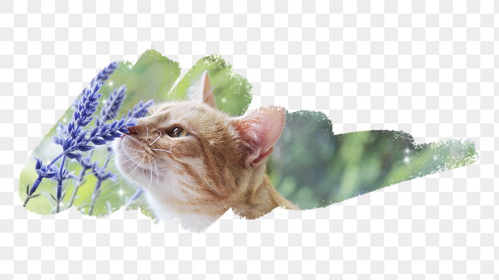 Orange cat png, brush stroke | Free PNG - rawpixel