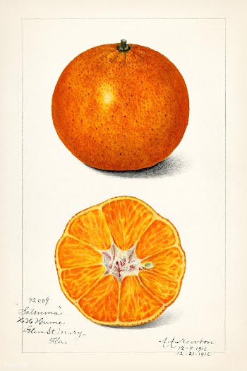 Orange (Citrus Sinensis) (1916) by Amanda Almira Newton. Original from.. | Free public domain illustration - 2254132