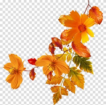 Orange coreopsis flowers illustration, Flower Autumn , orange flowers transparent background PNG clipart