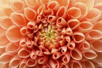 Orange dahlia close up, flower | Free Photo - rawpixel