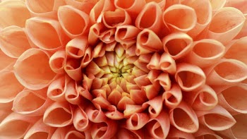 Orange dahlia desktop wallpaper, flower | Free Photo - rawpixel