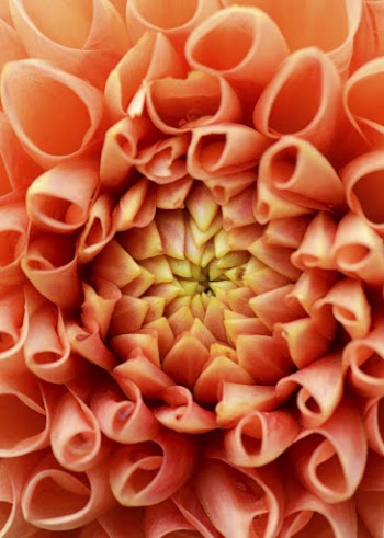 Orange dahlia, flower background, macro | Free Photo - rawpixel