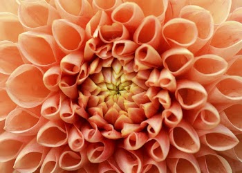 Orange dahlia, flower background, macro | Free Photo - rawpixel