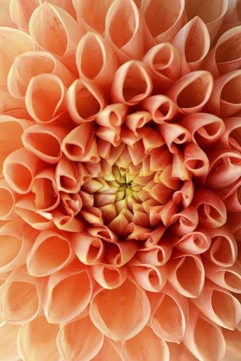 Orange dahlia, flower close up background | Free Photo - rawpixel