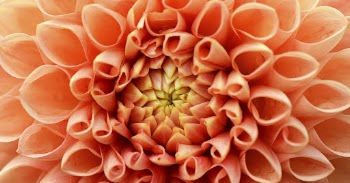 Orange dahlia, flower close up background | Free Photo - rawpixel