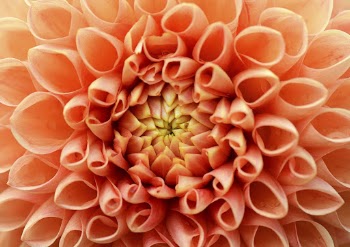 Orange dahlia, flower close up background | Free Photo - rawpixel