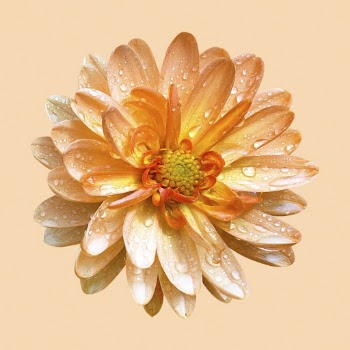 Orange dahlia, flower collage element | Free PSD - rawpixel