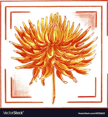 orange dahlia in a frame