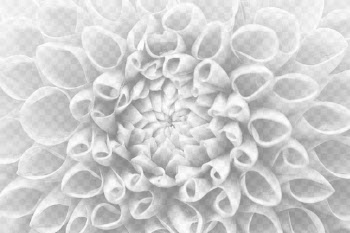 Orange dahlia png overlay texture, | Free PNG - rawpixel