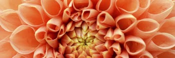 Orange dahlia texture, twitter header | Free Photo - rawpixel
