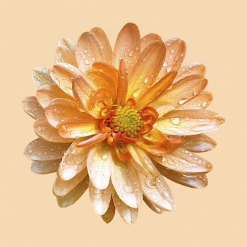 Orange dahlia with water drops, | Free Photo - rawpixel
