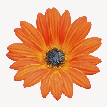 Orange daisy collage element psd | Free PSD - rawpixel