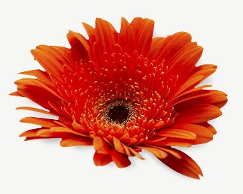 Orange daisy collage element psd | Free PSD - rawpixel