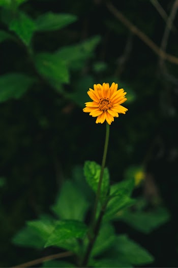 Orange Daisy Flower