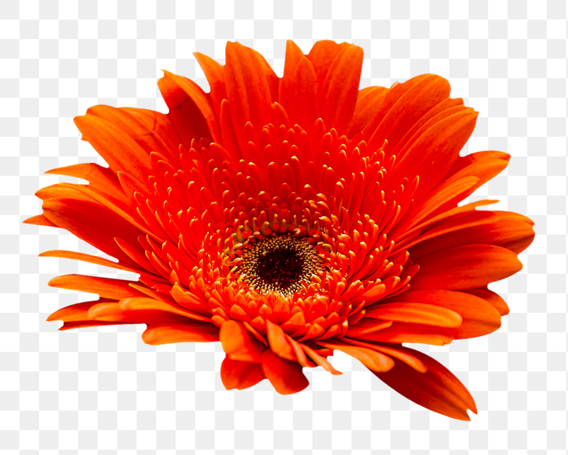 Orange daisy png flower sticker, | Free PNG - rawpixel