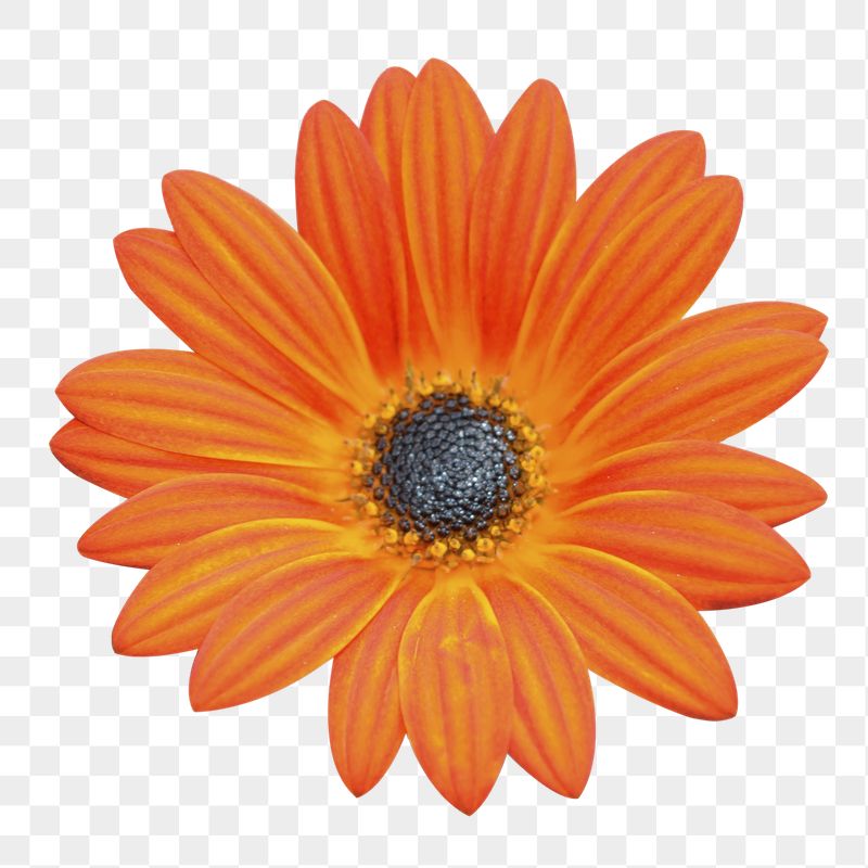 Orange daisy png sticker, transparent | Free PNG - rawpixel