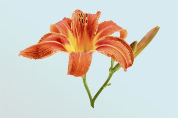 Orange day lily, flower collage | Free PSD - rawpixel
