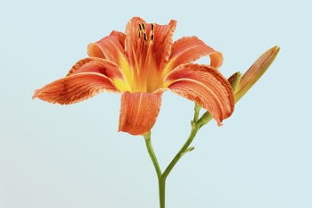 Orange daylily, flower clipart | Free Photo - rawpixel