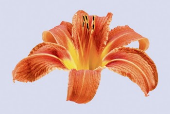 Orange daylily, flower clipart psd | Free PSD - rawpixel