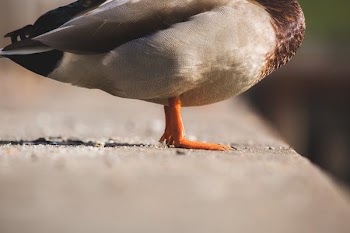 Orange Duck Feet
