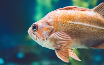orange fish closeup photography