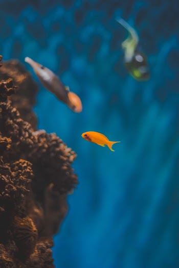 Orange Fish in Body of Water