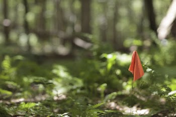Orange flag in forest. Free | Free Photo - rawpixel
