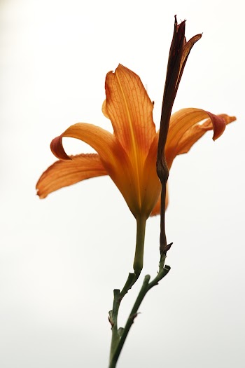 Orange Flower