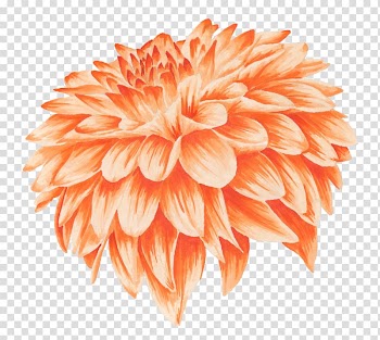 Orange Flower Chrysanthemum Yellow Watercolor painting, Orange chrysanthemums transparent background PNG clipart