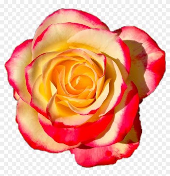 Orange Flower Crown Transparent - Garden Roses