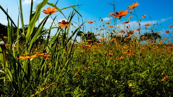 Orange Flower Field Under Clear Blue Sky