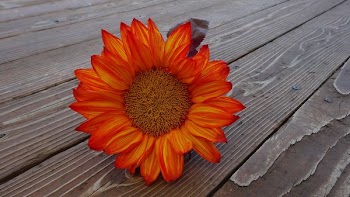 Orange Flower on Brown Wooden Board
