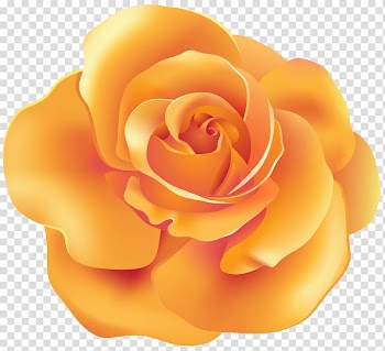 Orange flower , Orange Garden roses , Orange Rose transparent background PNG clipart