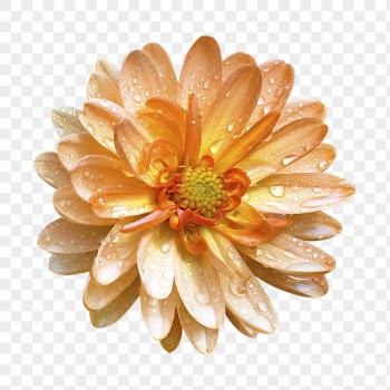 Orange flower png, dahlia clipart, | Free PNG - rawpixel