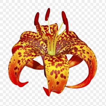Orange flower png, turk's-cap lily | Free PNG - rawpixel