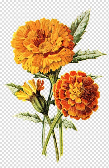 Orange flowers illustration, Mexican marigold Flower Calendula officinalis Drawing , marigold transparent background PNG clipart