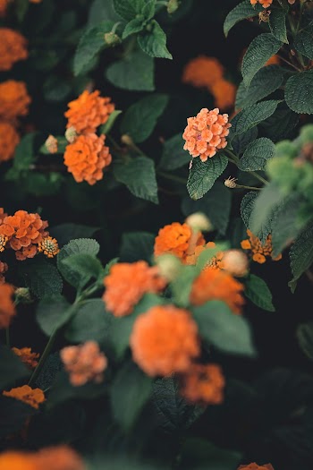 Orange Flowers With Green Leaves Macro Photography