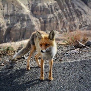 orange fox