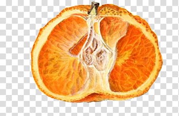Orange fruit close-up transparent background PNG clipart
